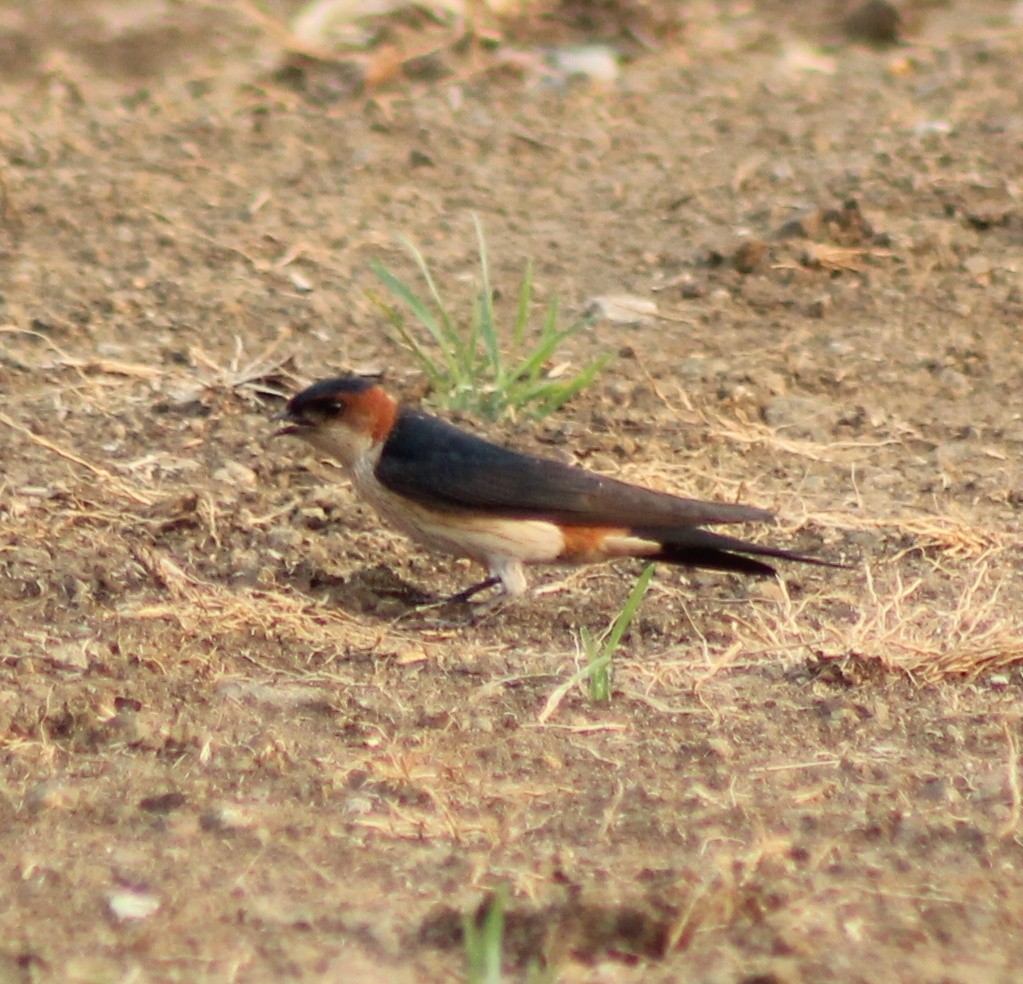 Eastern Red-rumped Swallow (Daurian) - Madhavi Babtiwale