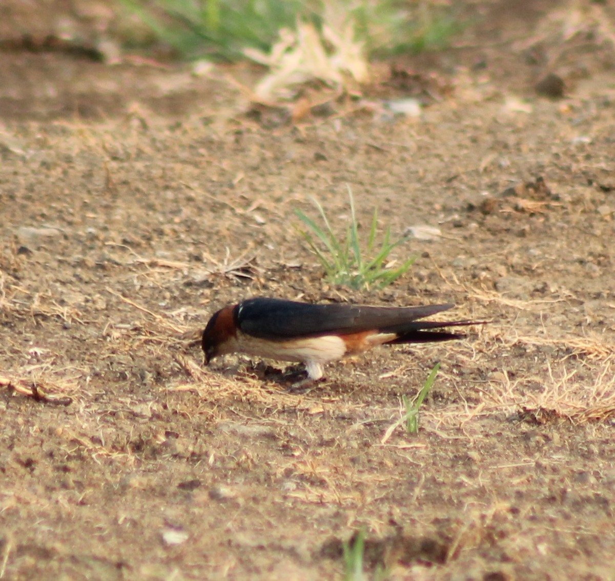Red-rumped Swallow - Madhavi Babtiwale