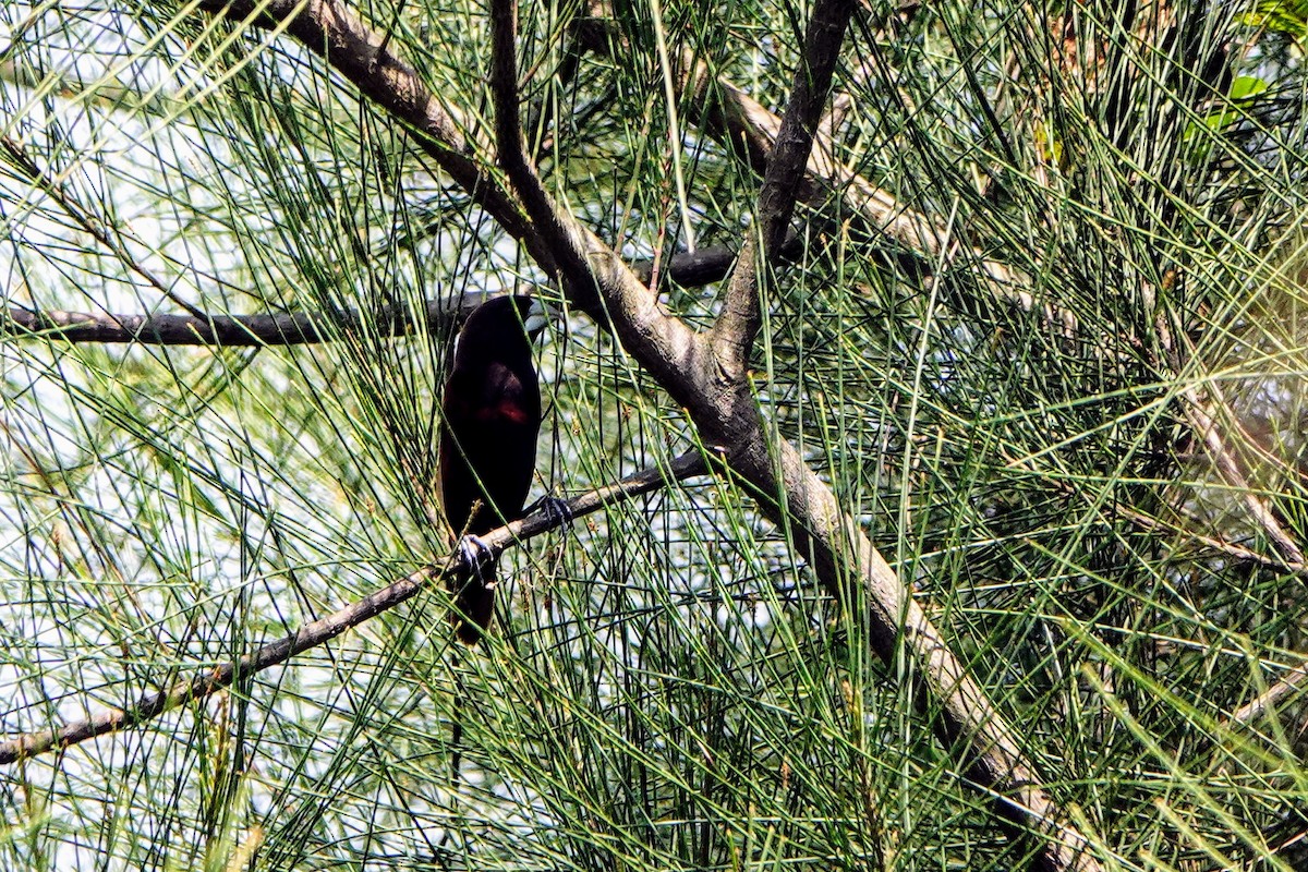 Chestnut Munia - Haofeng Shih