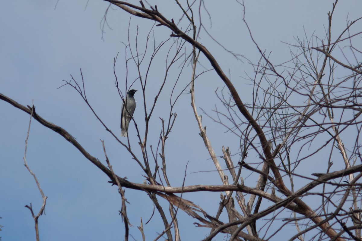 Black-faced Cuckooshrike - Michelle Rickerby & Mike Watson