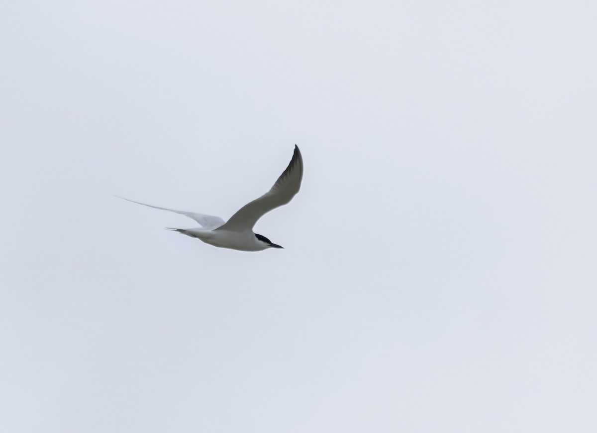 Gull-billed Tern - Guillermo Risco