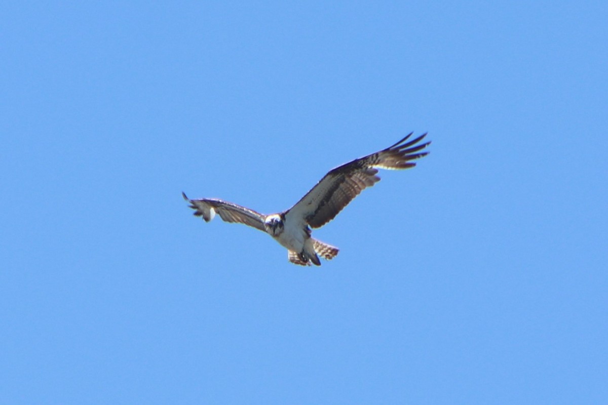 Águila Pescadora (haliaetus) - ML619120721