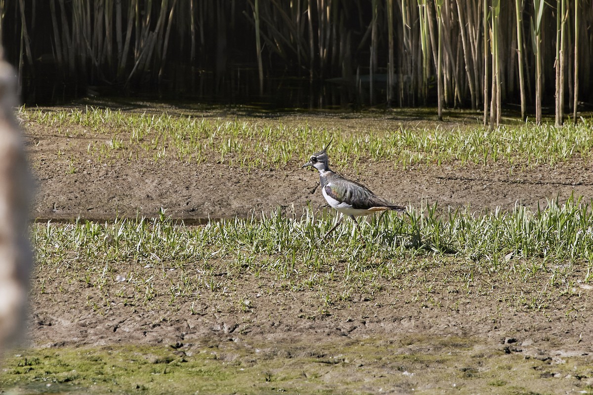 Northern Lapwing - Monika Kolodziej