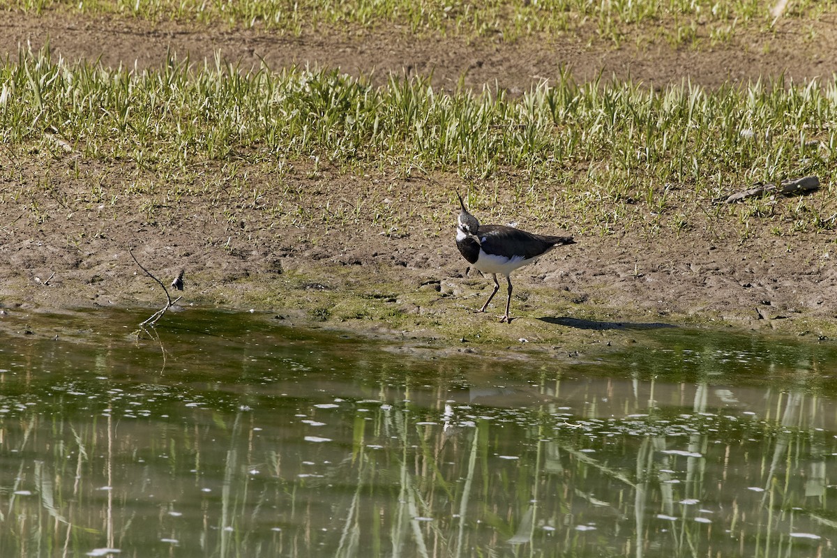 Northern Lapwing - ML619120724