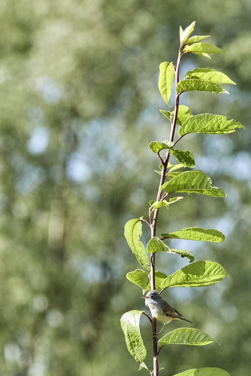 Greater Whitethroat - Monika Kolodziej