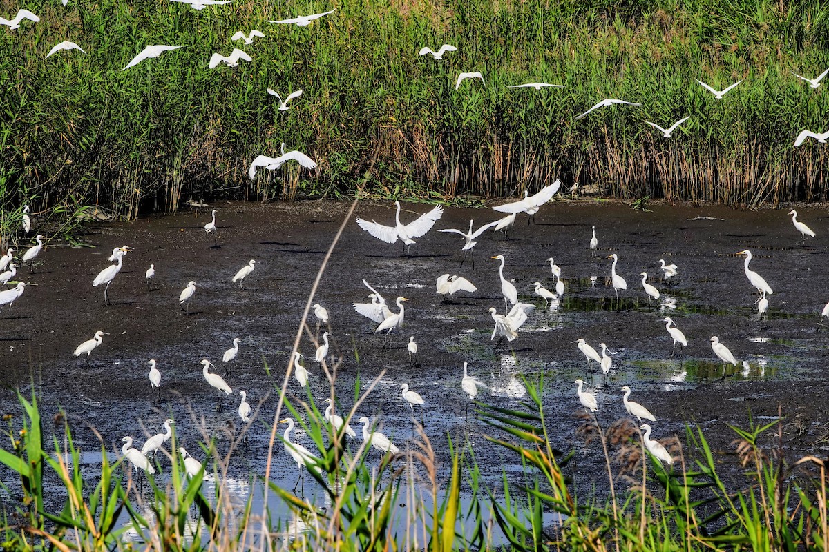 Little Egret - ML619120733