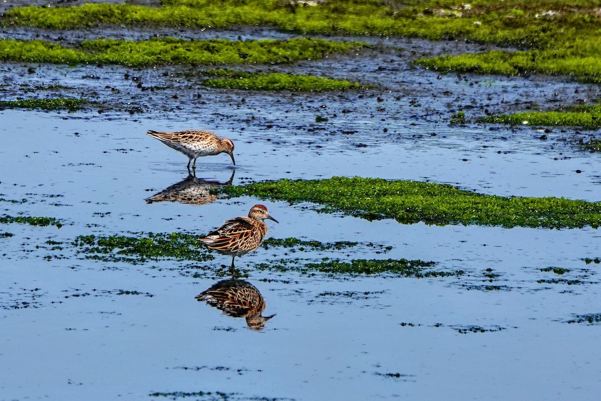 Sharp-tailed Sandpiper - ML619120765