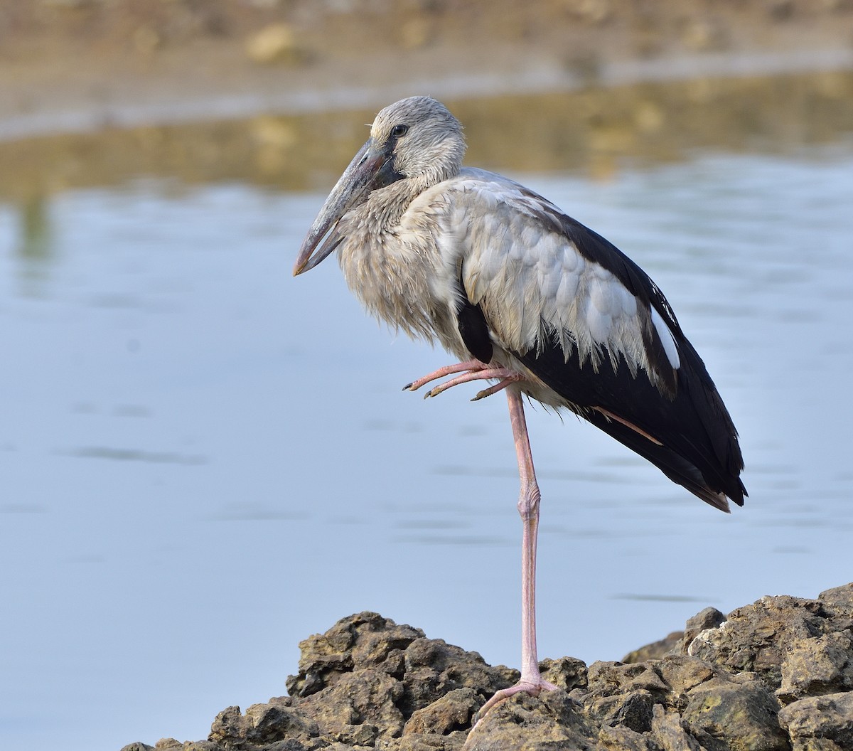 Asian Openbill - ML619120766