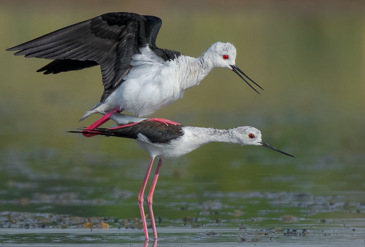 Black-winged Stilt - Shantanu Majumdar