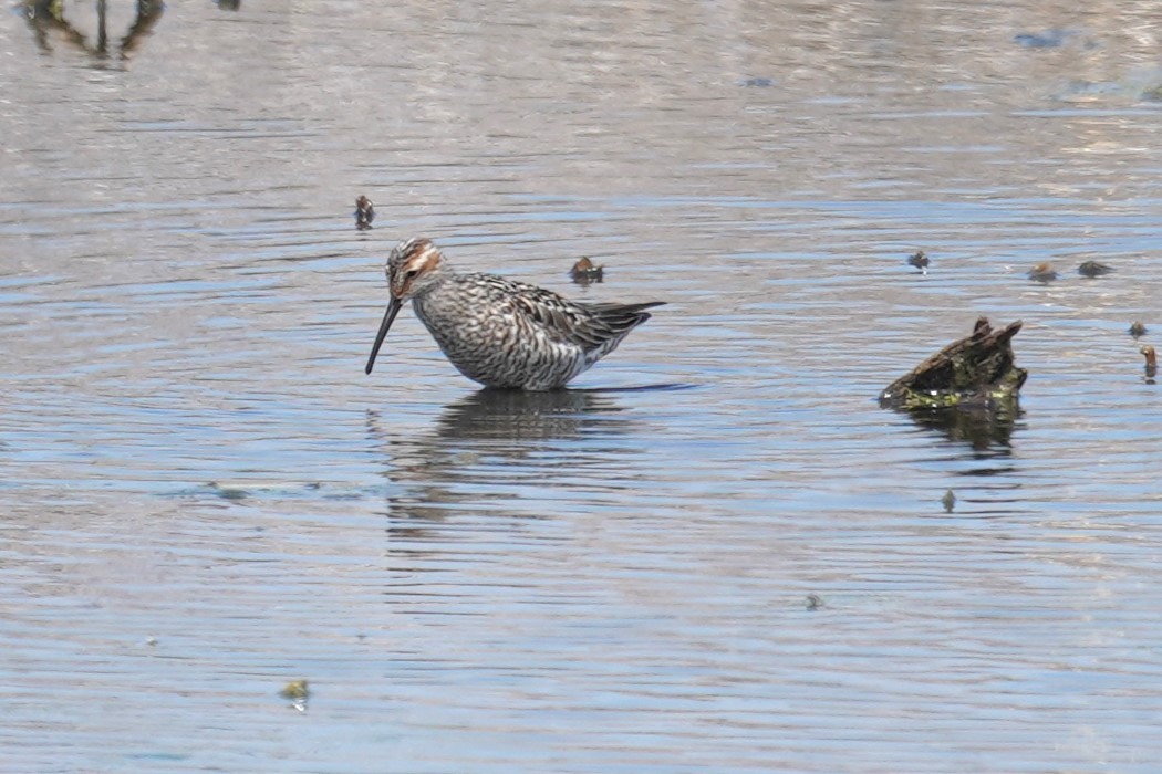 Stilt Sandpiper - Michael Gordon