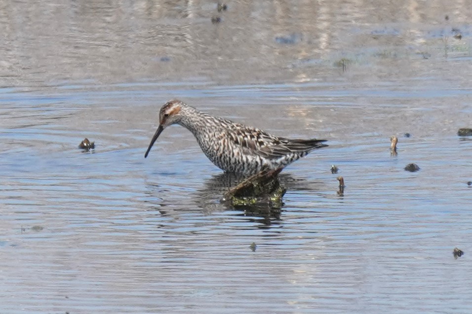 Stilt Sandpiper - Michael Gordon