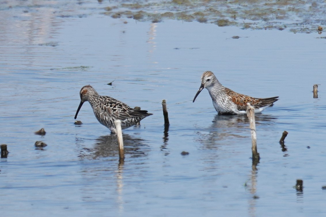 Stilt Sandpiper - Michael Gordon