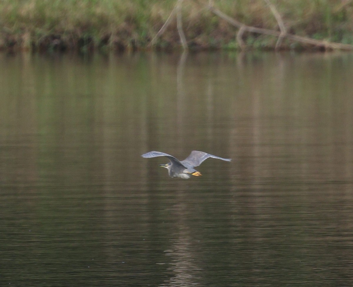 Striated Heron - Paul Passant