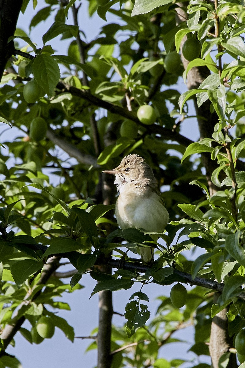 Marsh Warbler - ML619120785