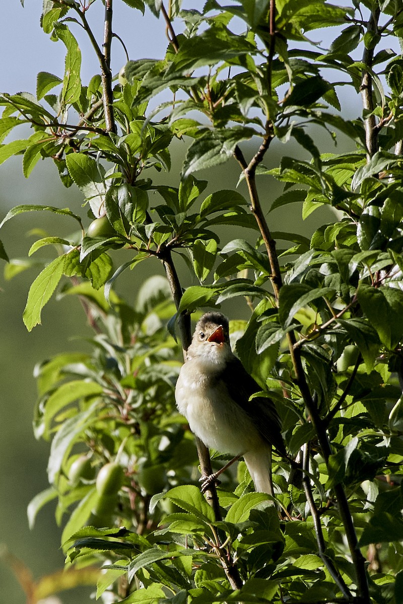 Marsh Warbler - Monika Kolodziej