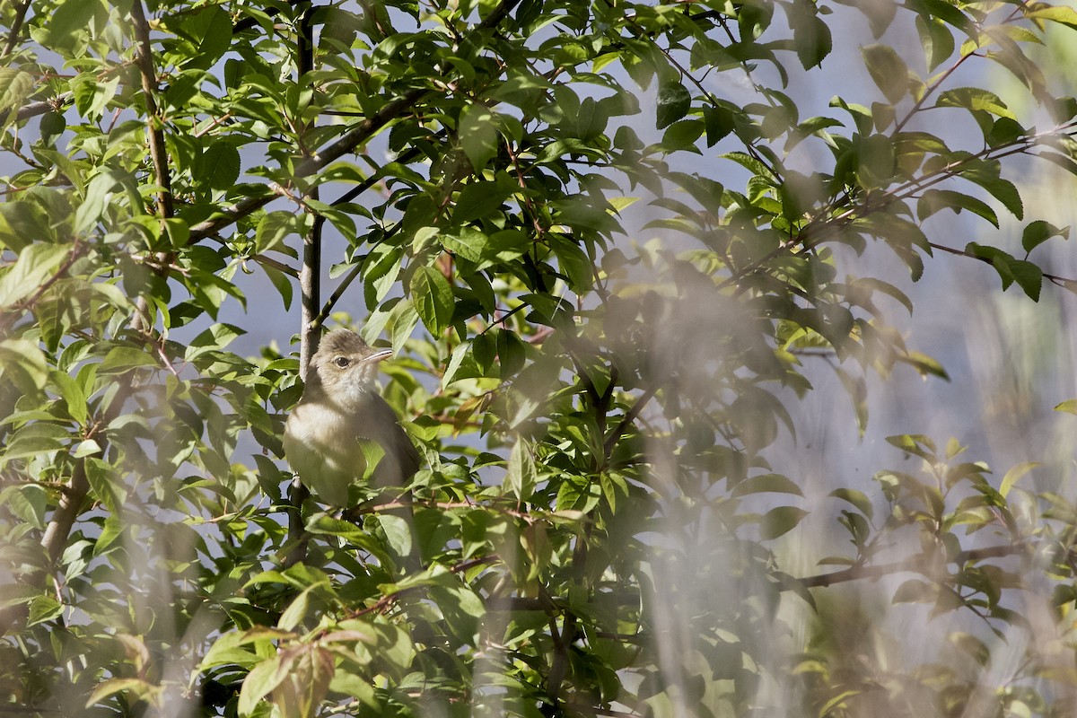 Marsh Warbler - Monika Kolodziej