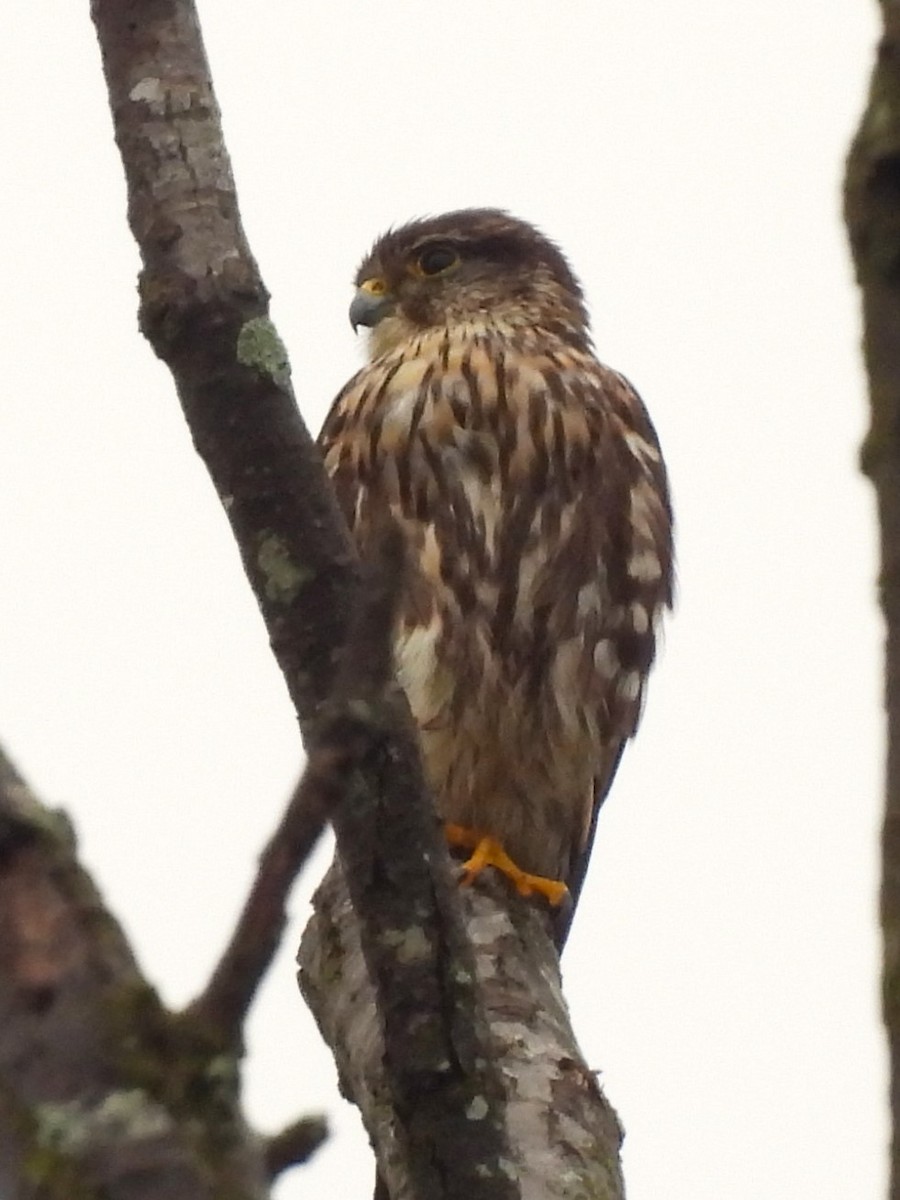 Merlin (Taiga) - Kate Atkins