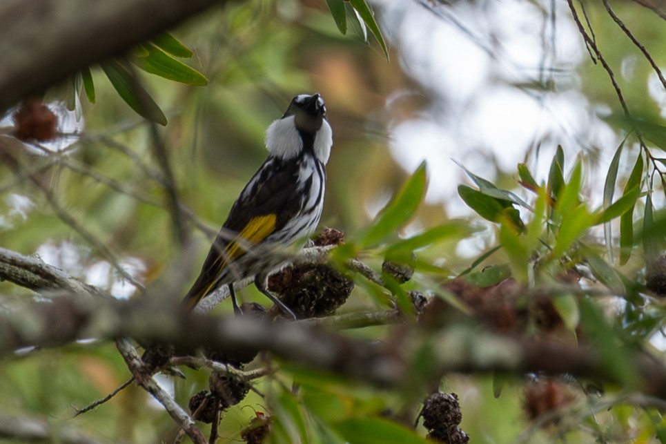 White-cheeked Honeyeater - John Davis