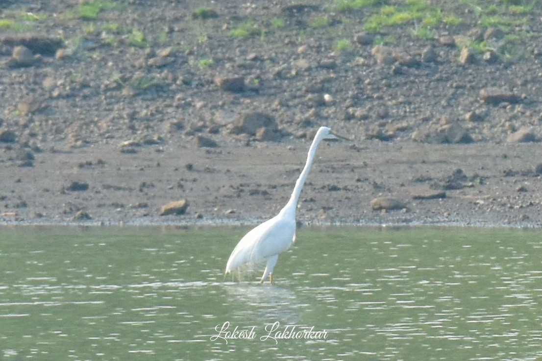 Great Egret - Lokesh Lakhorkar