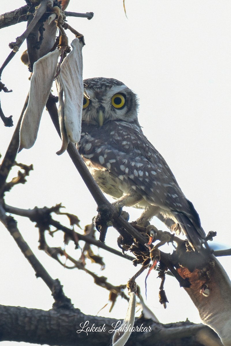 Spotted Owlet - Lokesh Lakhorkar