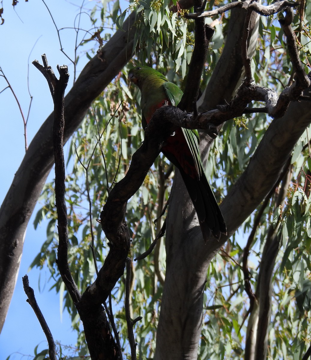 Australian King-Parrot - B Jenkins