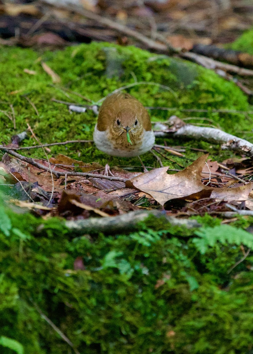 Veery - Jon Cefus