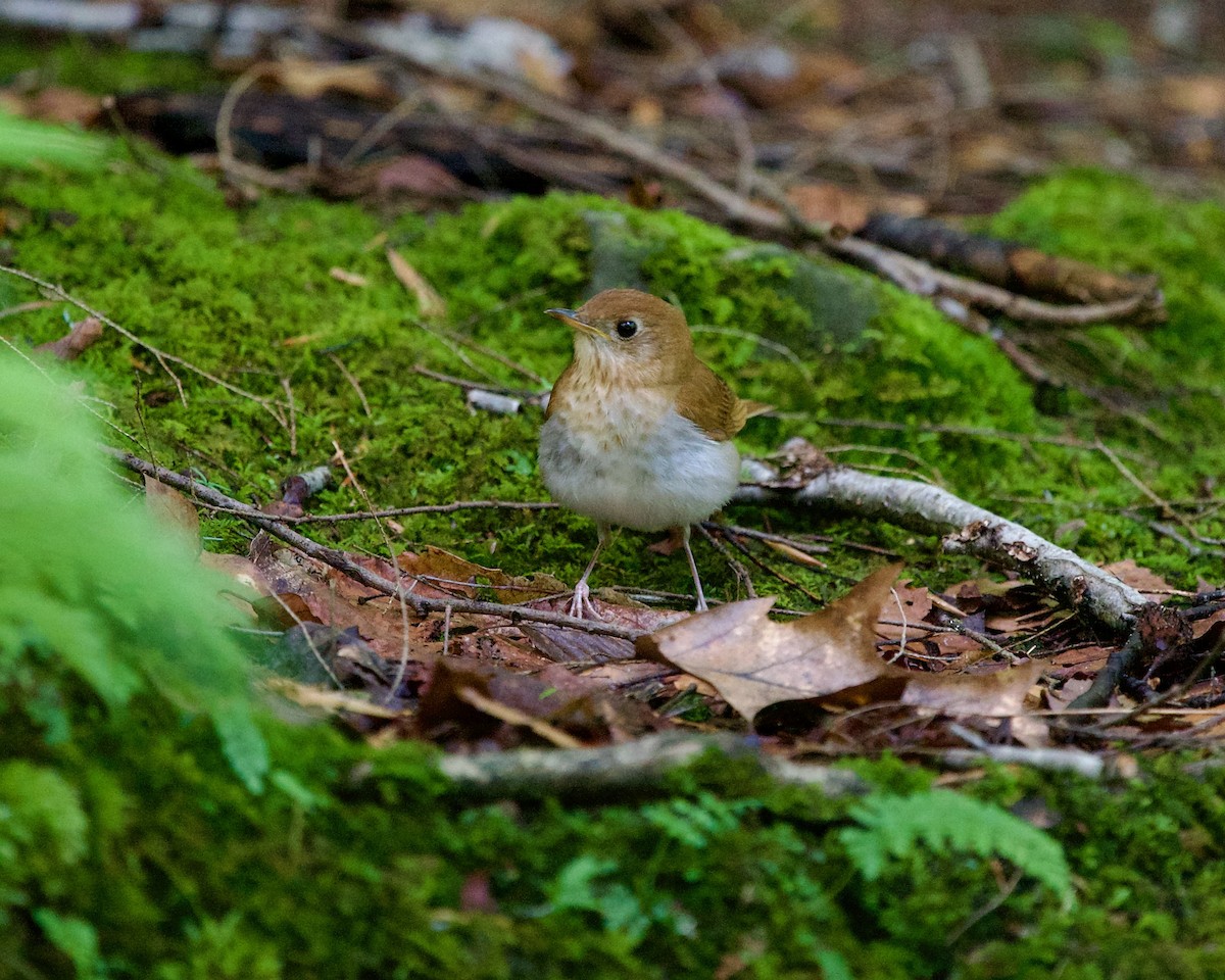 Veery - Jon Cefus