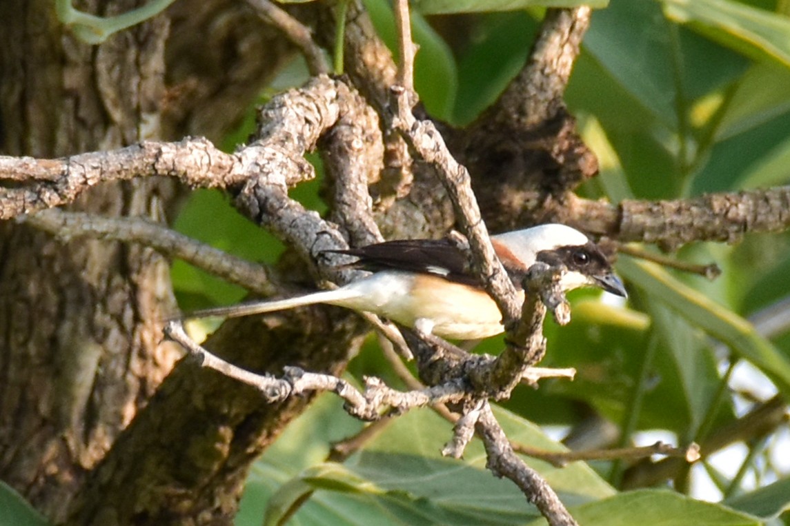 Bay-backed Shrike - Lokesh Lakhorkar