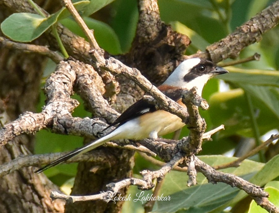 Bay-backed Shrike - Lokesh Lakhorkar