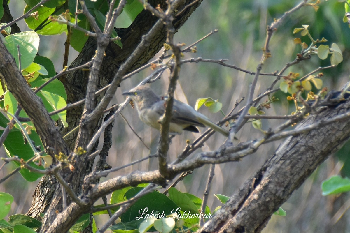 Large Gray Babbler - Lokesh Lakhorkar