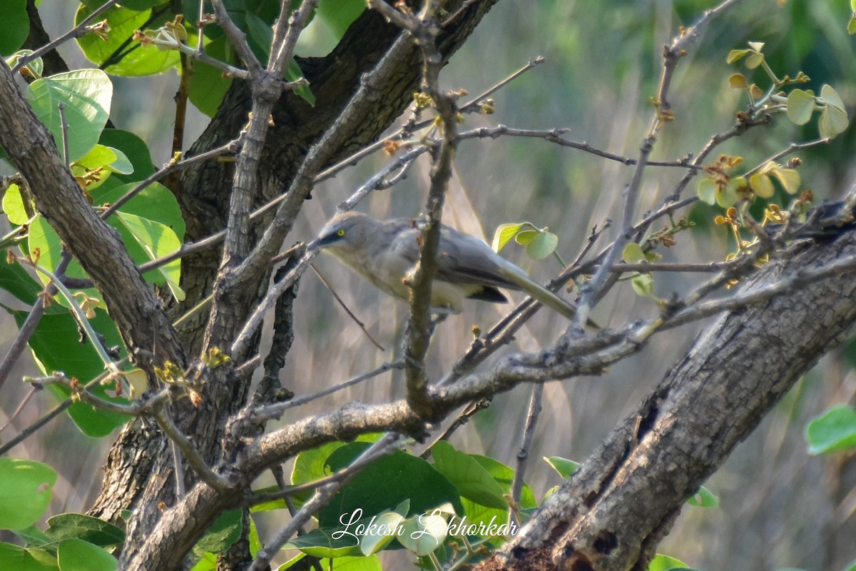 Large Gray Babbler - Lokesh Lakhorkar