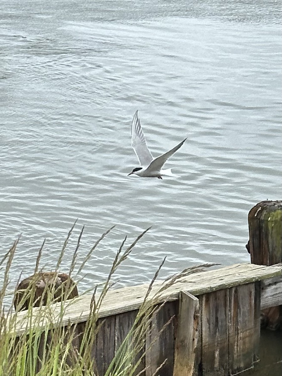 Common Tern - ML619120852