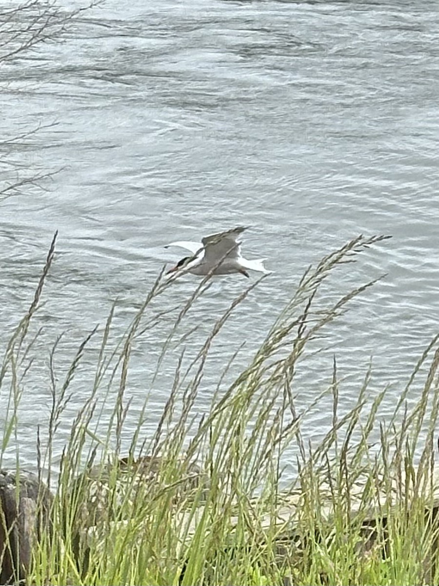 Common Tern - ML619120853