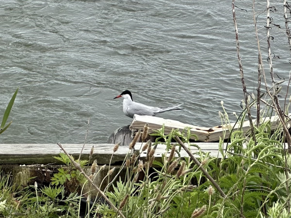 Common Tern - Frank Lenik