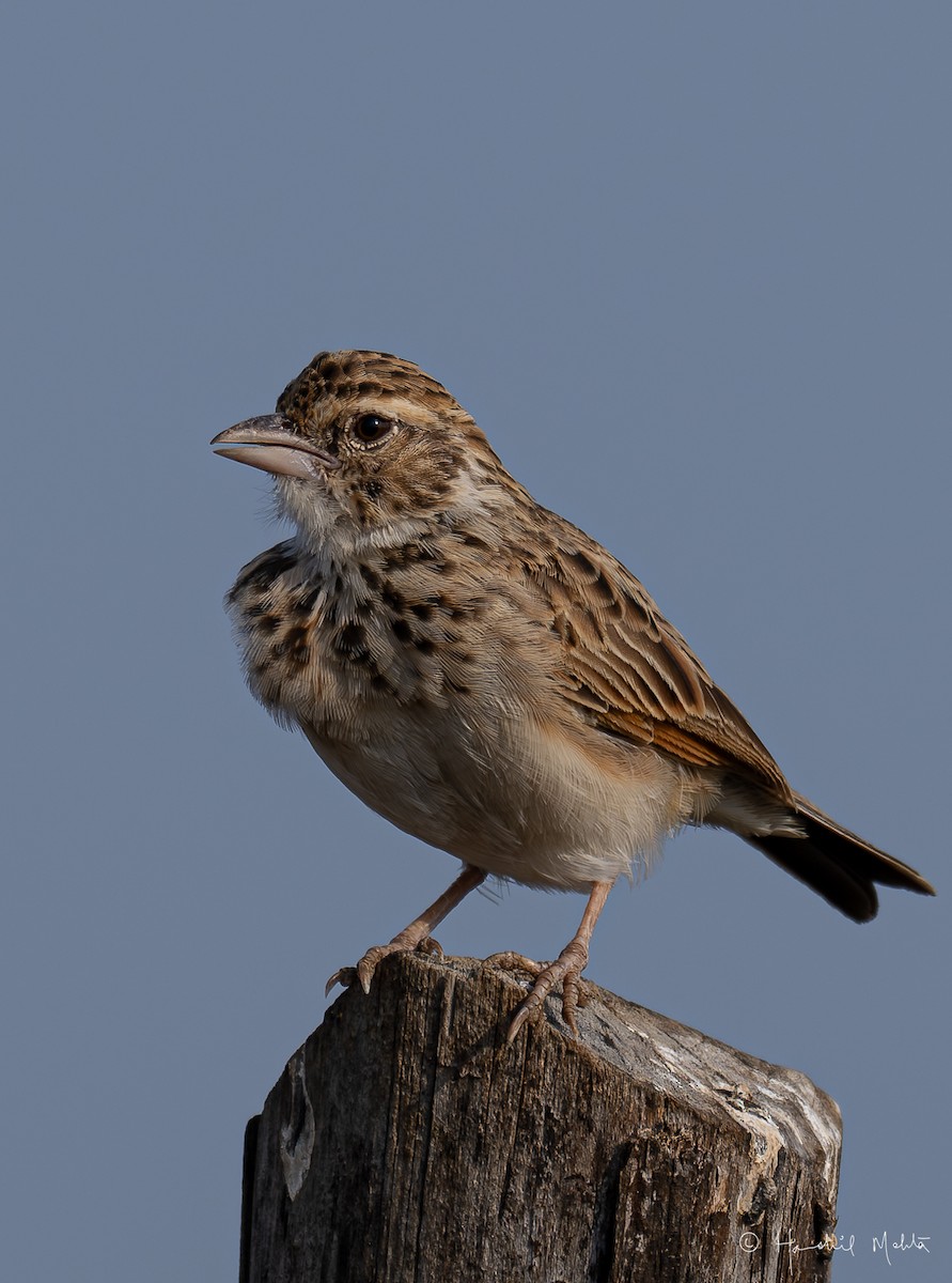 Indian Bushlark - Harshil Mehta