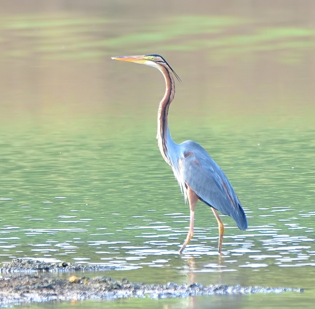 Purple Heron - Arun Prabhu