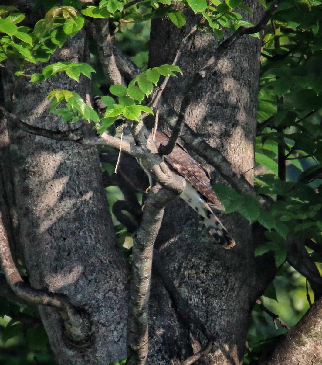 Hodgson's Hawk-Cuckoo - ML619120901