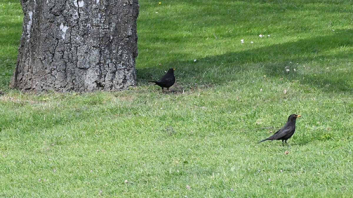 Eurasian Blackbird - Michael Louey