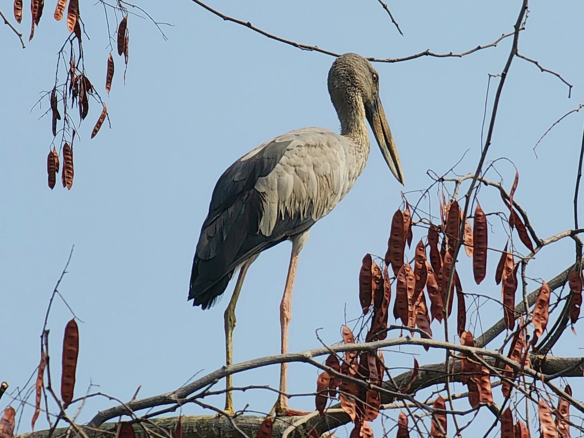 Asian Openbill - Patrick James