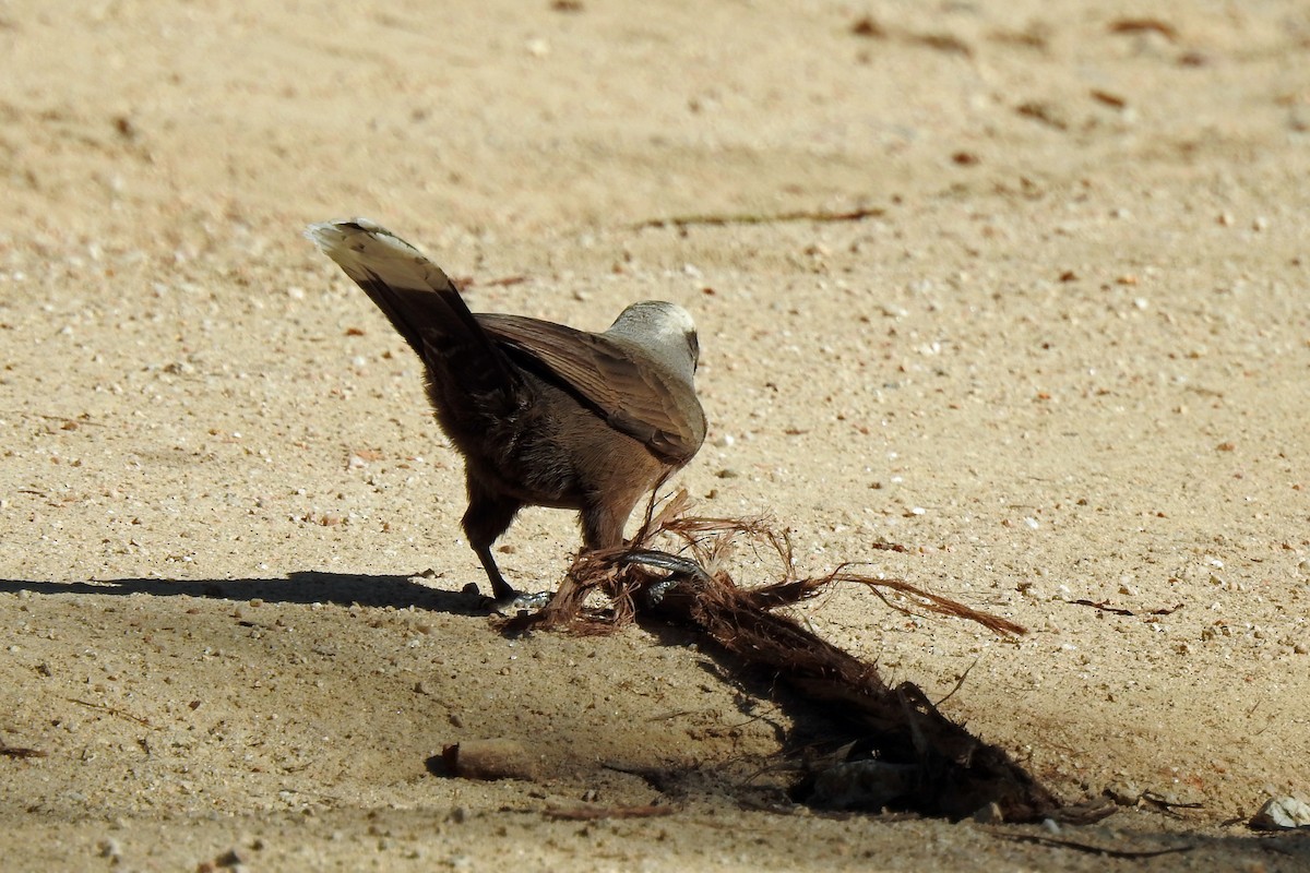 Gray-crowned Babbler - B Jenkins