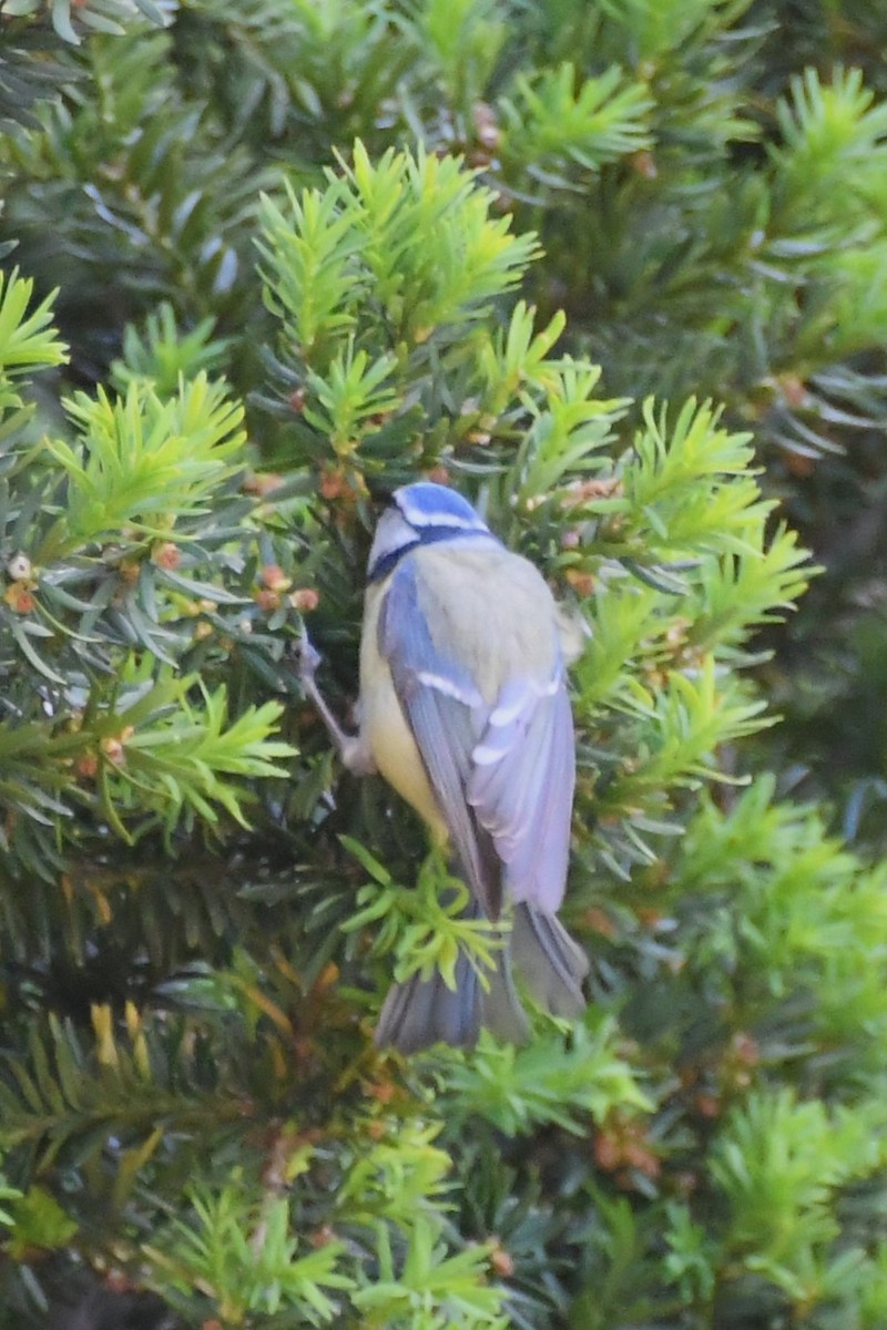 Eurasian Blue Tit - Michael Louey