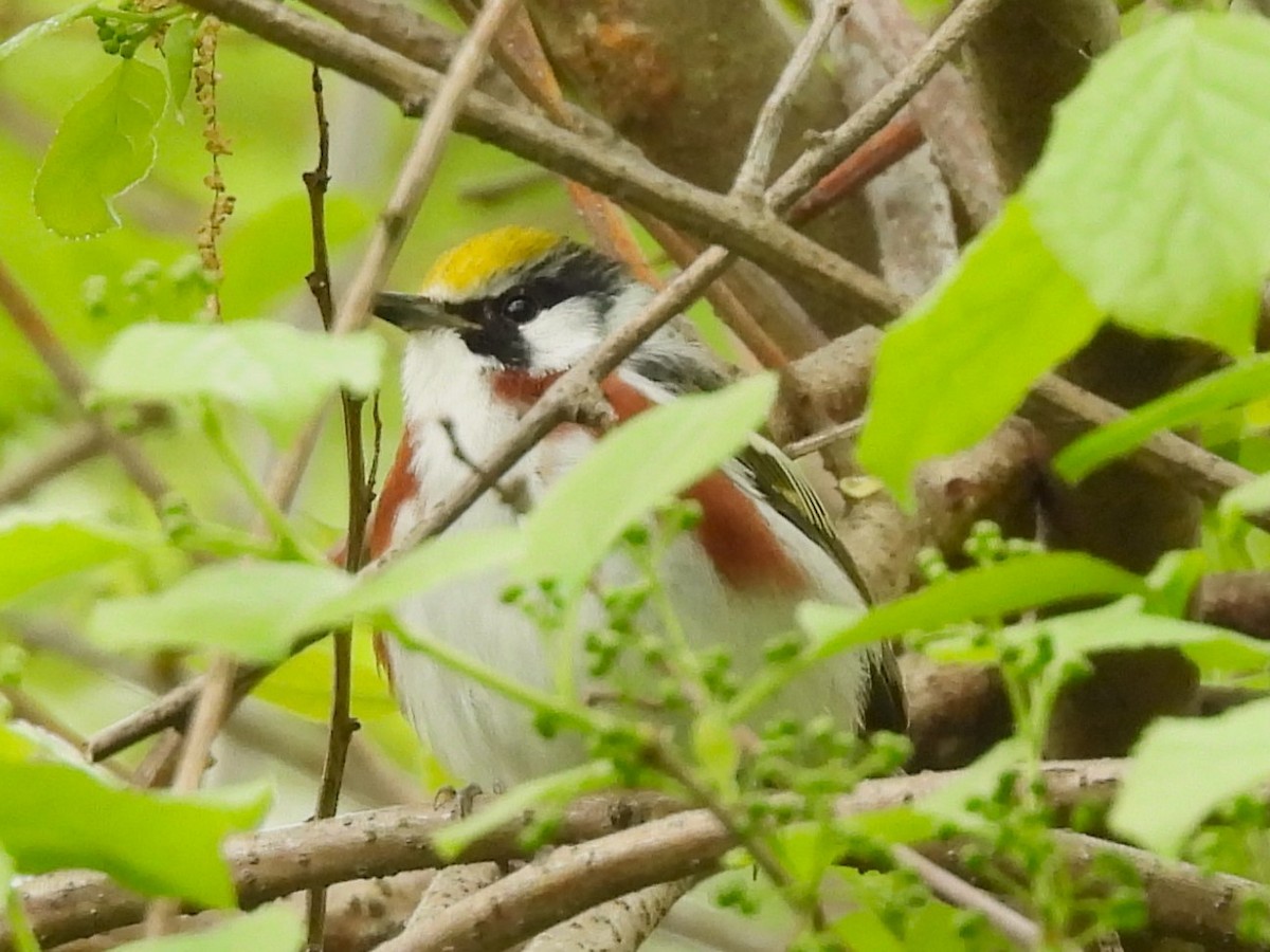 Chestnut-sided Warbler - Kate Atkins