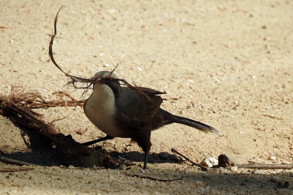 Gray-crowned Babbler - B Jenkins