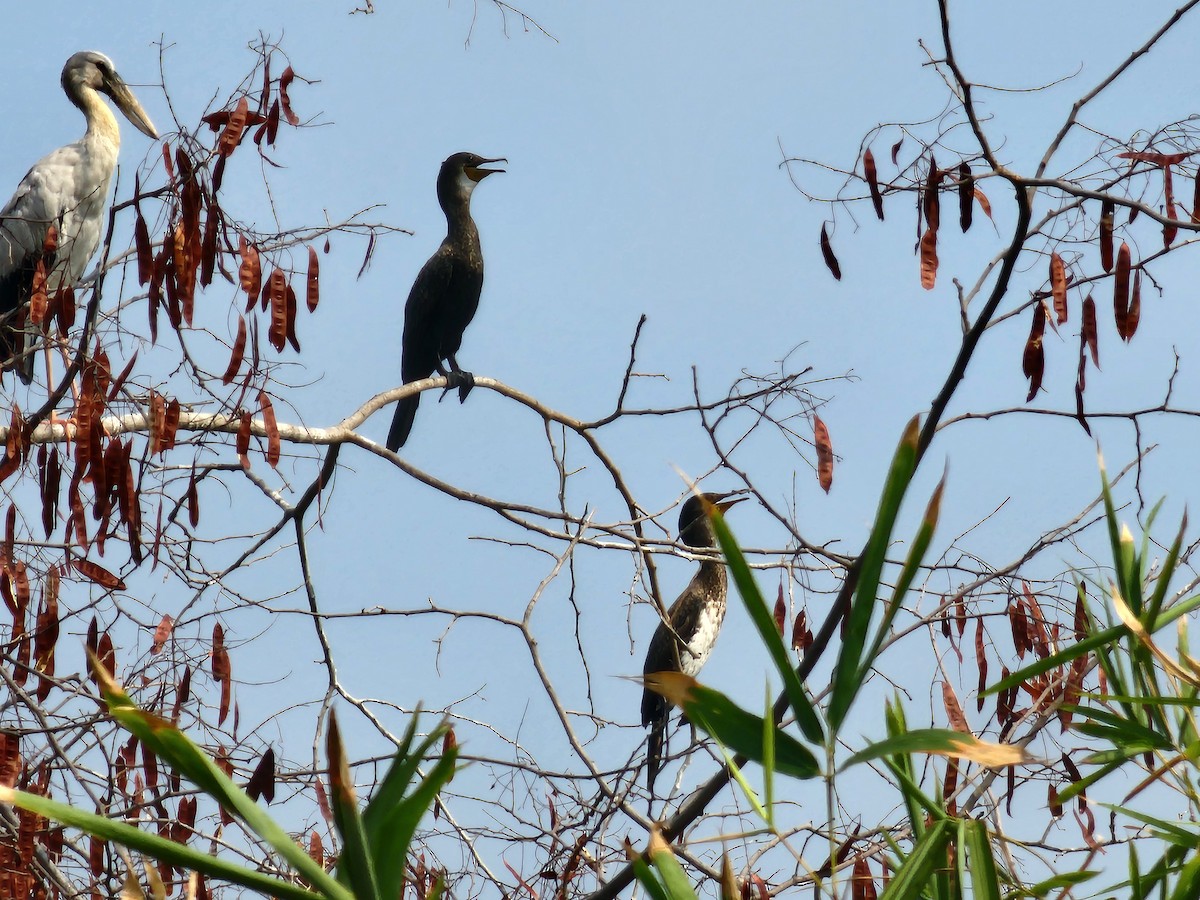 Indian Cormorant - ML619120967