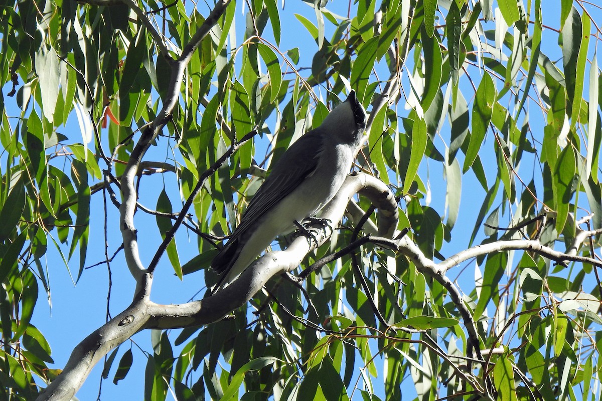 White-bellied Cuckooshrike - B Jenkins