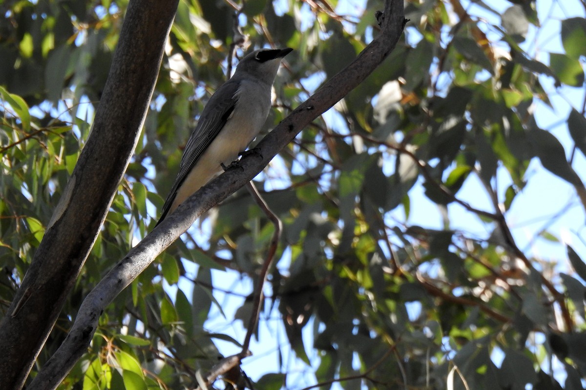 White-bellied Cuckooshrike - B Jenkins