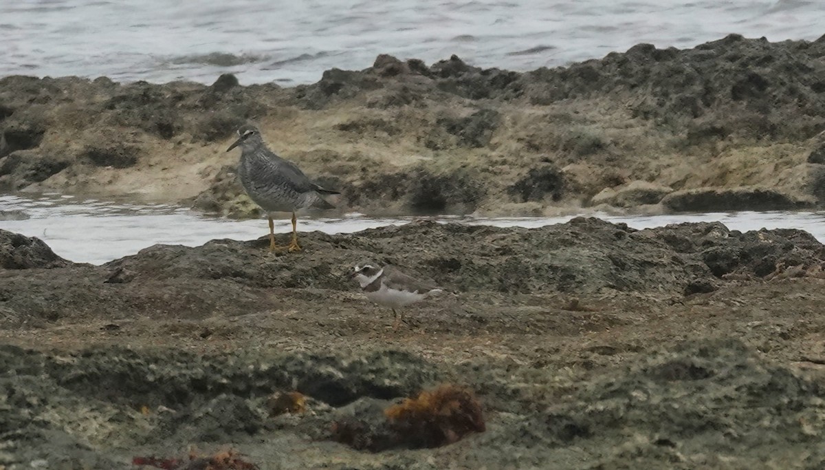 Wandering Tattler - Lauren Wiegel