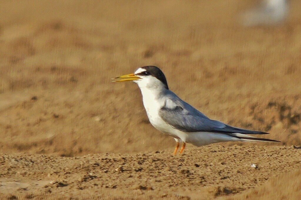 Little Tern - Dilip Savalia