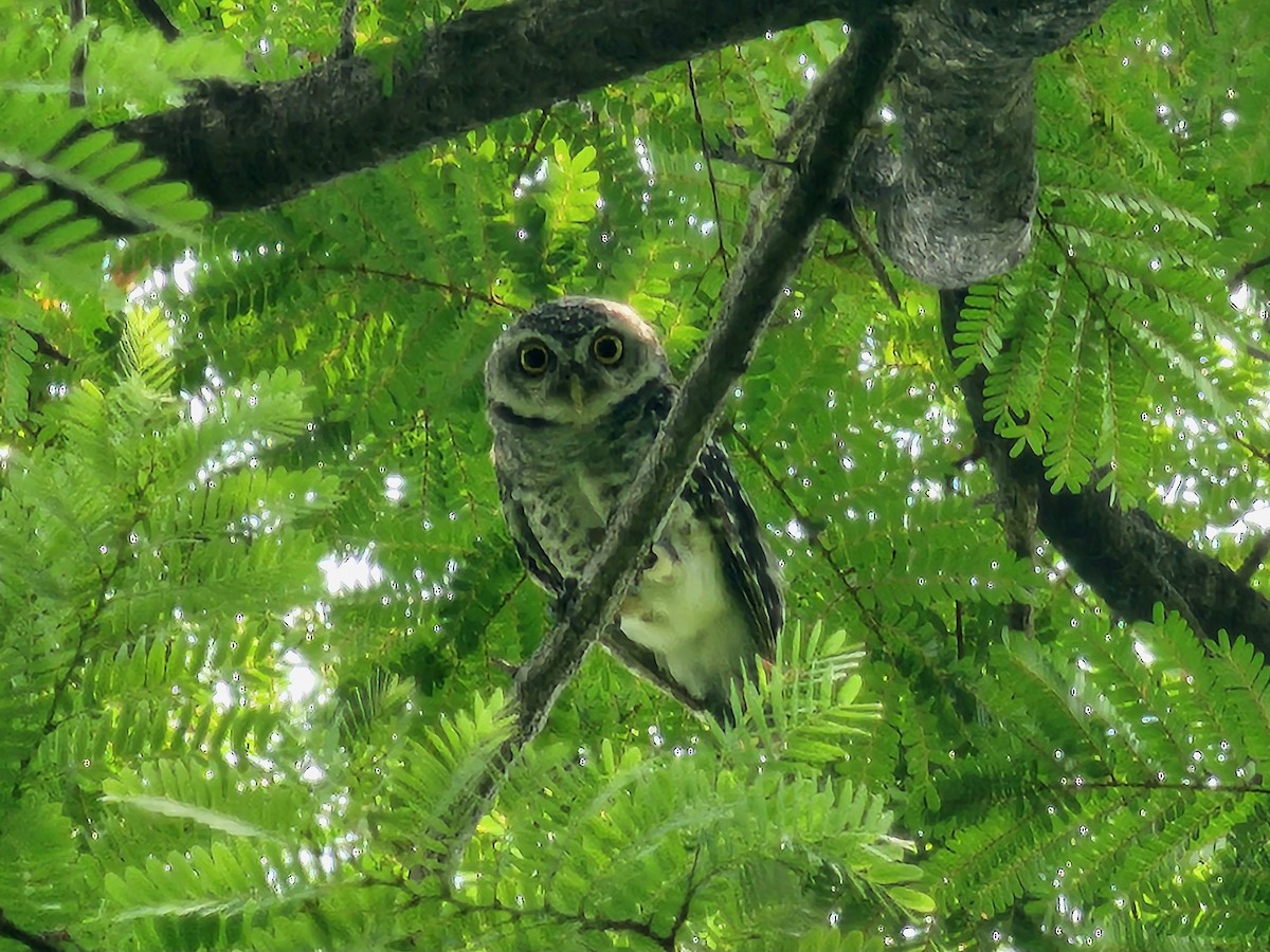 Spotted Owlet - Patrick James