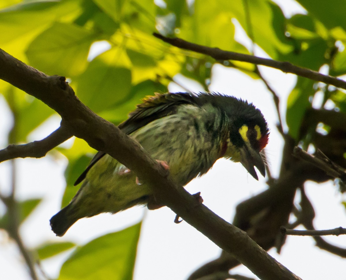 Coppersmith Barbet - chandana roy